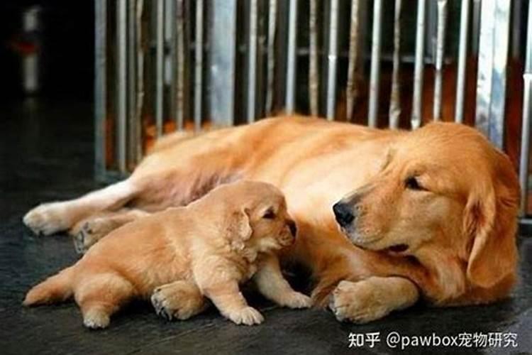狗狗中元节出生