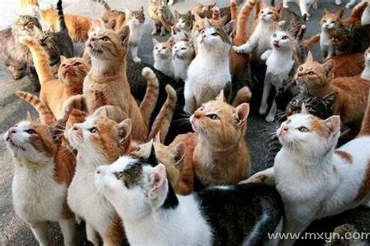 梦见猫和女人是什么意思？