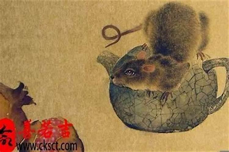 属鼠人在牛年运势怎么样？