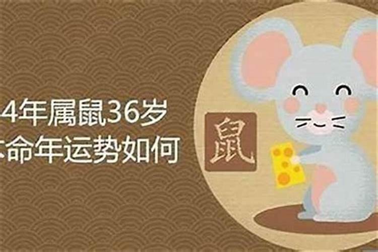 1984年属鼠人运势如何？