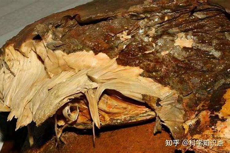 太岁是什么样的生物？