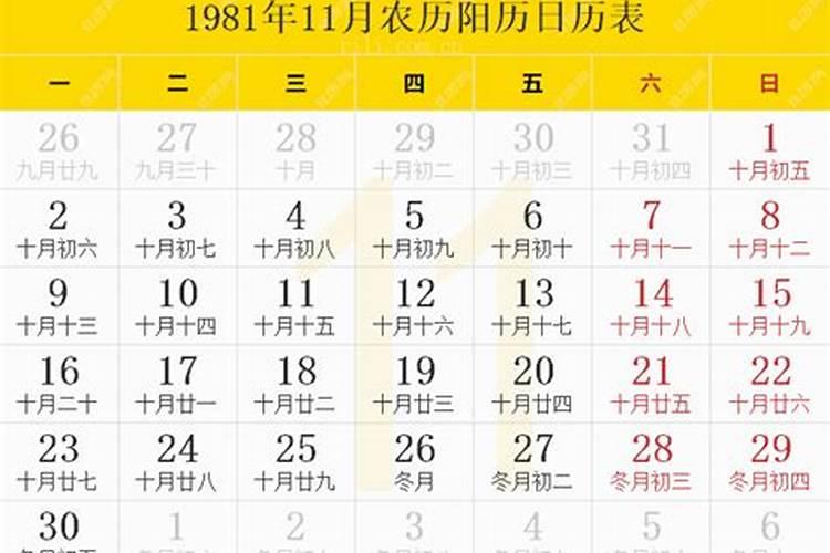 1981年农历11月19的今年运势