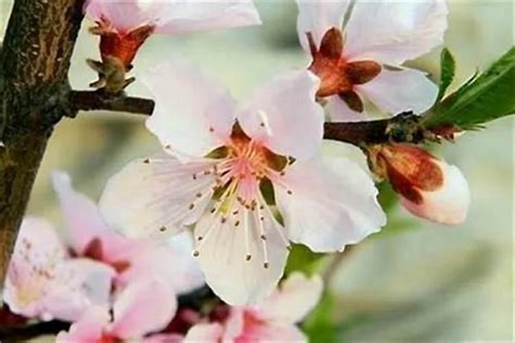 走桃花运的方法