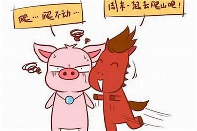 属马的和属猪的八字合吗？