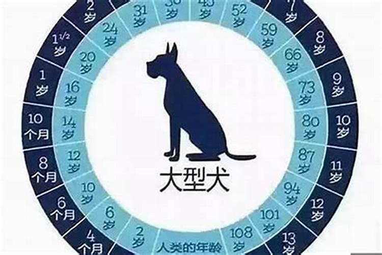 2025年生肖狗多大？