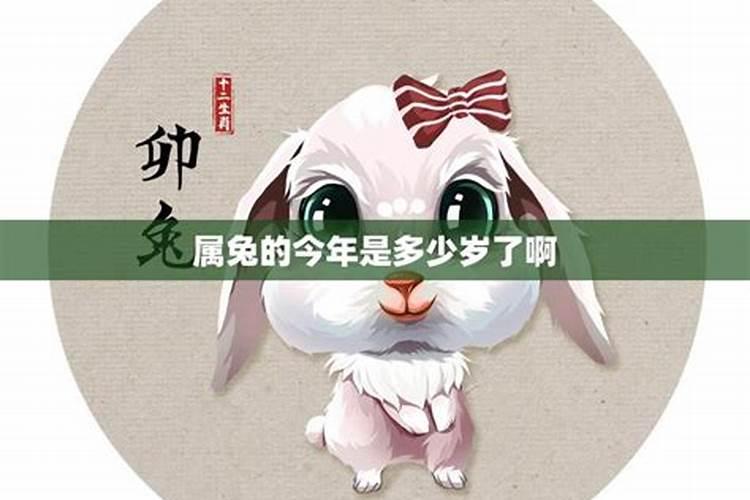 2025属兔的今年运势如何？