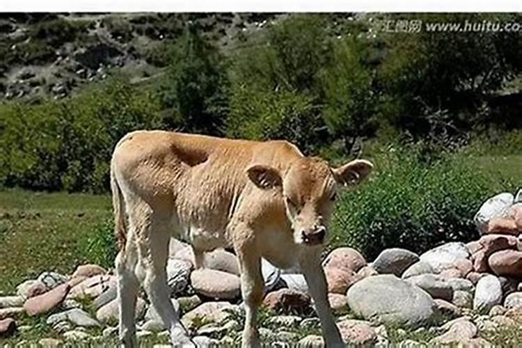 梦见牛生小牛预示什么意思？