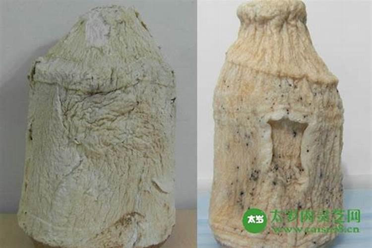 太岁都有什么药用价值？
