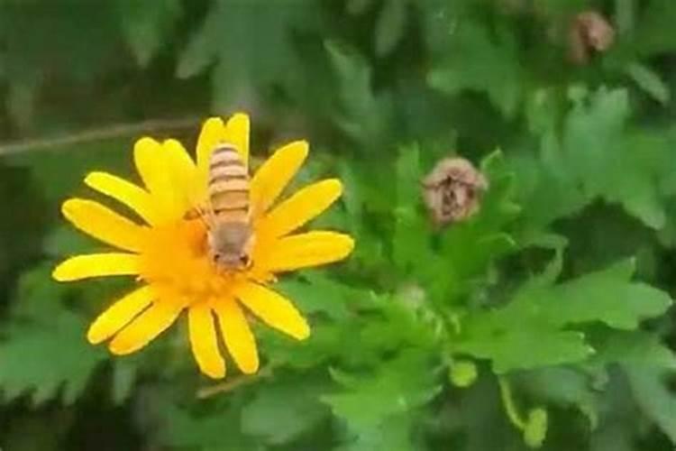 家里来蜜蜂是什么预兆？