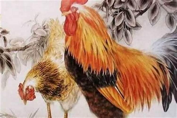 属鸡的哪几年犯太岁？