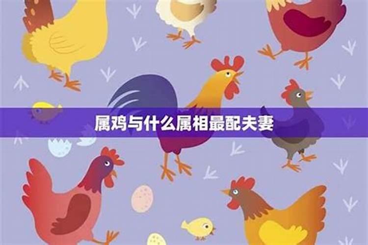 属鸡和属什么的合婚？