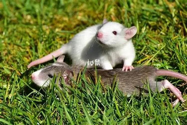 梦到大老鼠咬自己的手