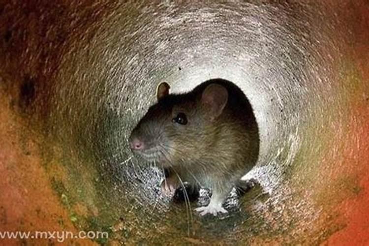 梦见死老鼠什么预兆？