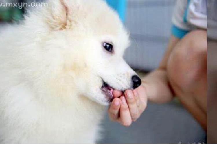 梦到狗咬自己的手是怎么回事？