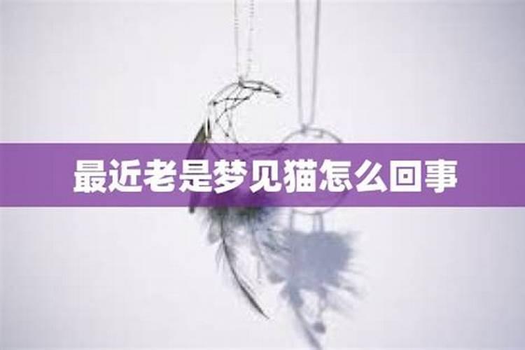 梦见猫在家门口怎么回事？