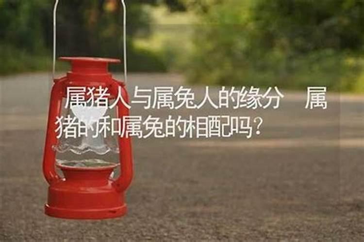 算姻缘属猪和属兔缘相配吗？