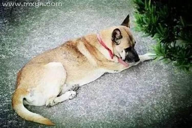 梦到狗身上血是什么征兆周公解梦？